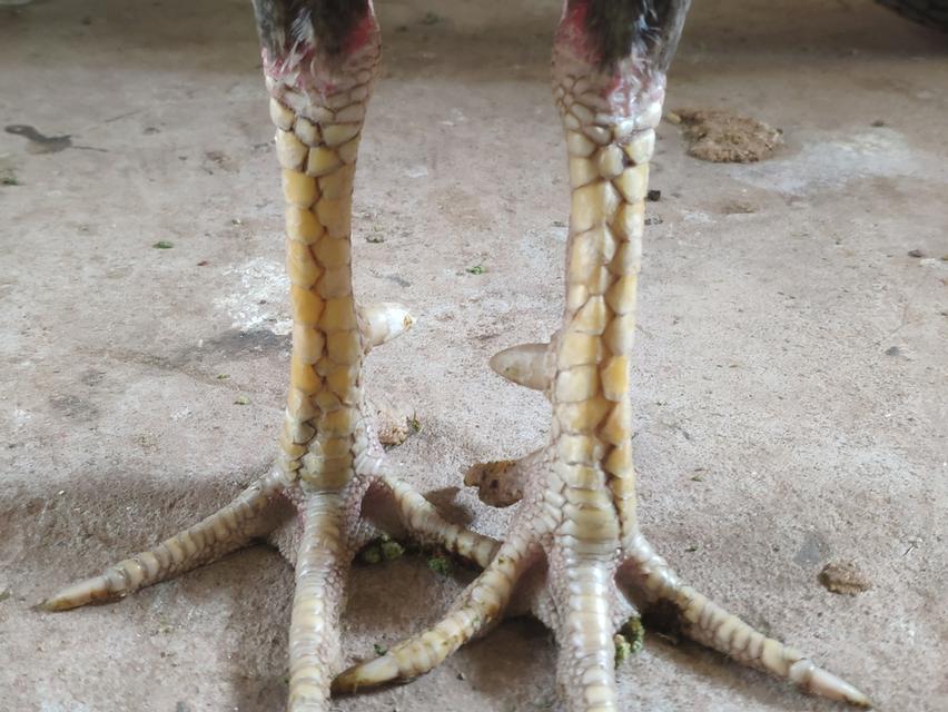 พม่า