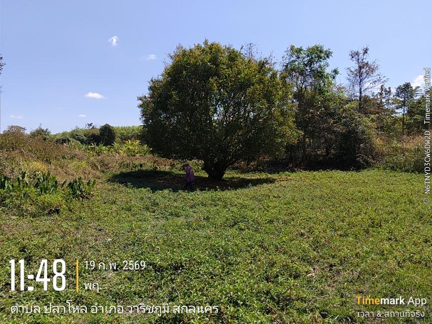 ขายด่วนที่ดิน13ไร่เศษโฉนดครุฑแดงโอนฟรีไม่มีค่าใช้จ่าย2,000,000 6