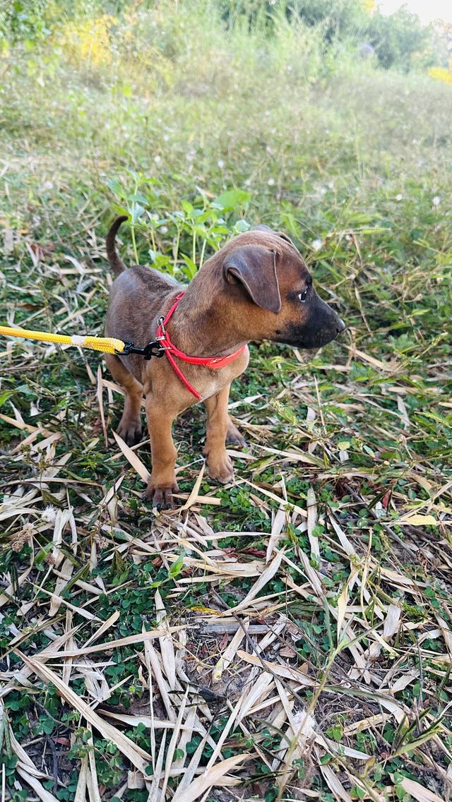 Ridgeback / สุนัข ไทย หลังอาน รูปย่อยที่ 3