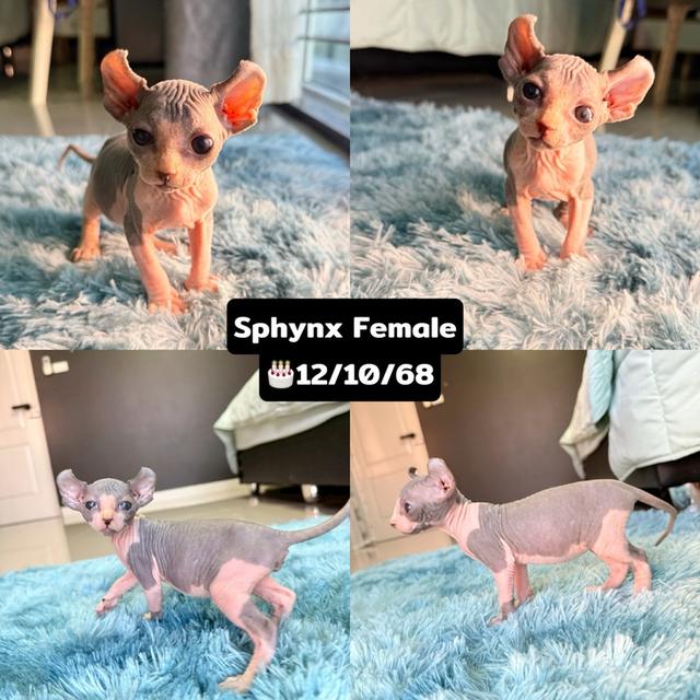 แมว สฟิงซ์ เพศเมีย หูพลิก 11