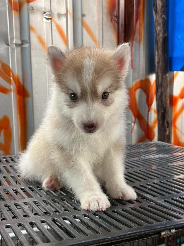 Siberian Husky  ไซบีเรียน ฮัสกี้ รูปที่ 4