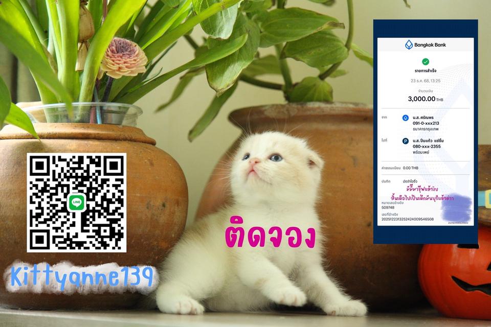 แมวสก็อตติชโฟลด์แท้พ่อพกใบwcf