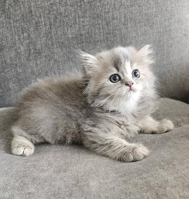 สก็อตติชโฟลด์ น้องฟุฟุ