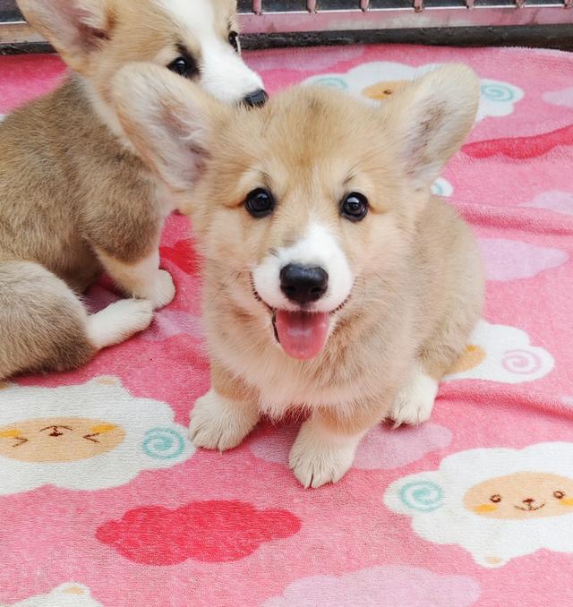 คอร์กี้พร้อมย้ายบ้านครับ