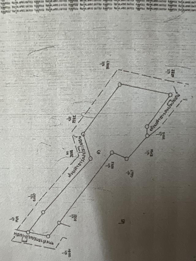 สวนปาล์มที่ดิน 20ไร่ บ้านคอกม้า อ.ปะทิว จ.ชุมพร 1