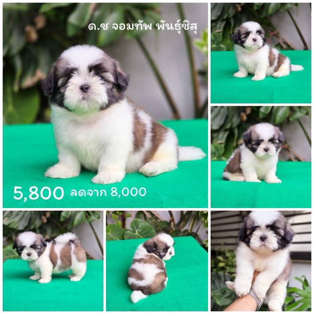 ชิสุแท้ เพศผู้ พร้อมย้ายบ้าน
