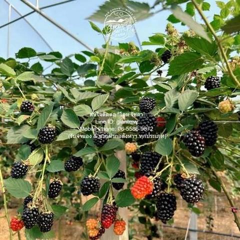 ขายที่ดิน พร้อมกิจการฟาร์มเกษตร 26 ไร่ ใกล้วัดพระขาว ปากช่อง นครราชสีมา ราคา 60 ล้านบาท 4