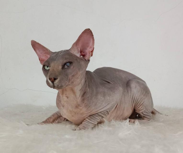 22.แมวสฟิงซ์/เพศผู้ หาบ้าน Sphynx Cat/Male looking for a new home 2