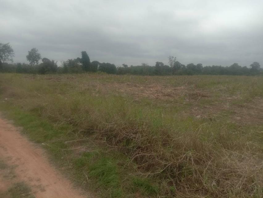 ที่ดินเปล่า 20 ไร่ๆละ 5 แสน แบ่งขายได้ คลองสอง วังน้ำเขียว 11