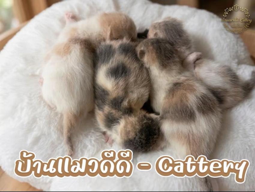 แมวบริติช ,มันช์กิ้น  แร็กดอลล์ ผ่อนไปเลี้ยงไป ทักได้ตลอดค่ะ รูปที่ 13