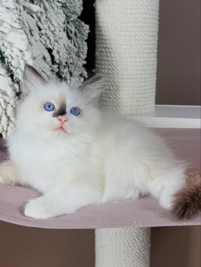 Ragdoll kittens  WhatsApp me : +66 63 826 3042