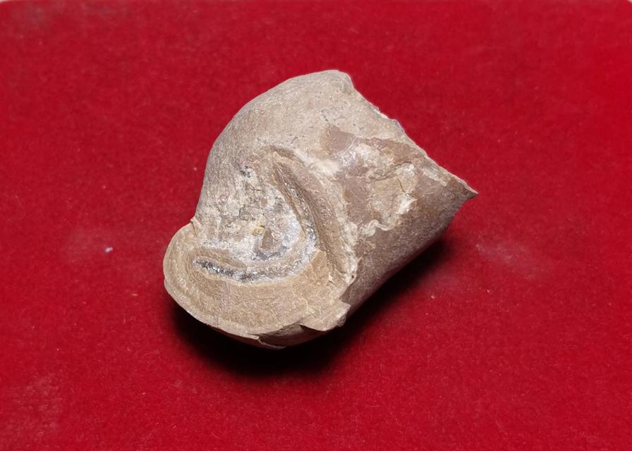 6169 คตหอย หรือหอยที่กลายเป็นหิน พบหายากอายุพันปีจนกลายเป็นหิน 5