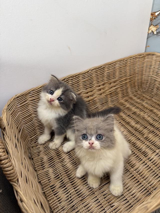 ลูกแมวพันธุ์สก๊อตติชแท้