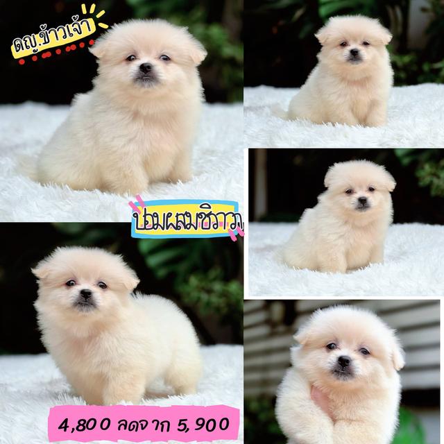 ปอมผสมชิวาวา สีขาวครีม พร้อมย้ายบ้าน