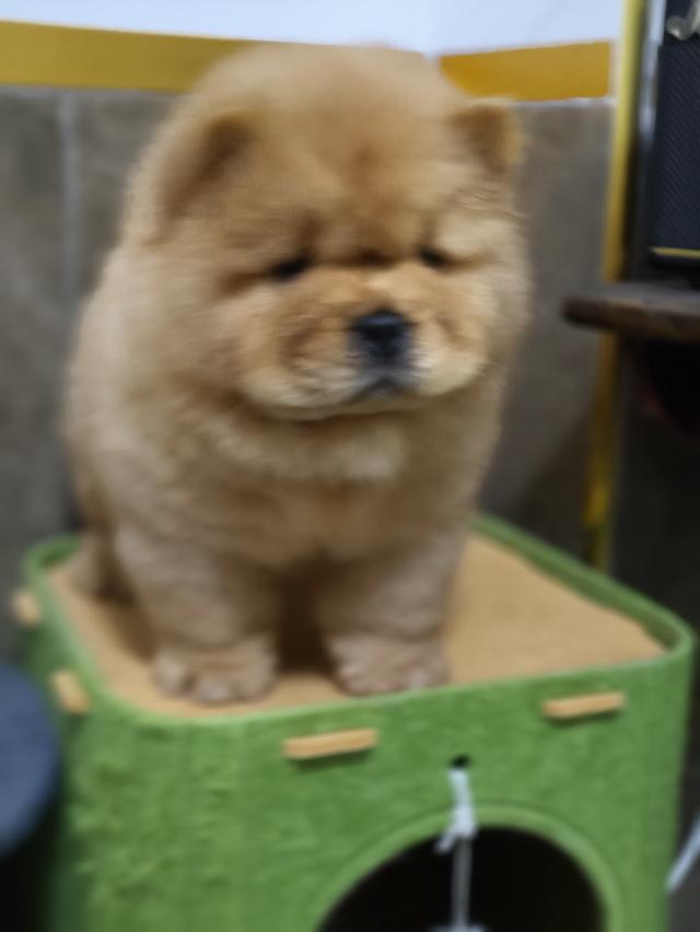 สุนัขสายพันธ์chowchow รูปที่ 3