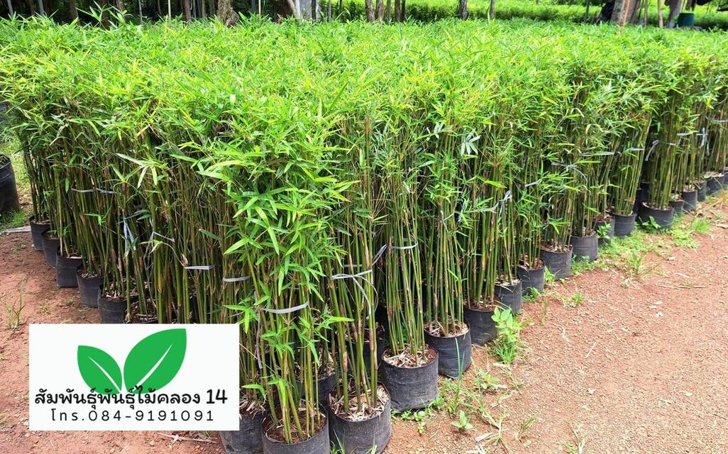 ไผ่หลอด ไผ่จีน ต้นไผ่หลอด รูปที่ 2