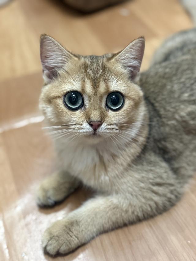 แมวบริติช 2