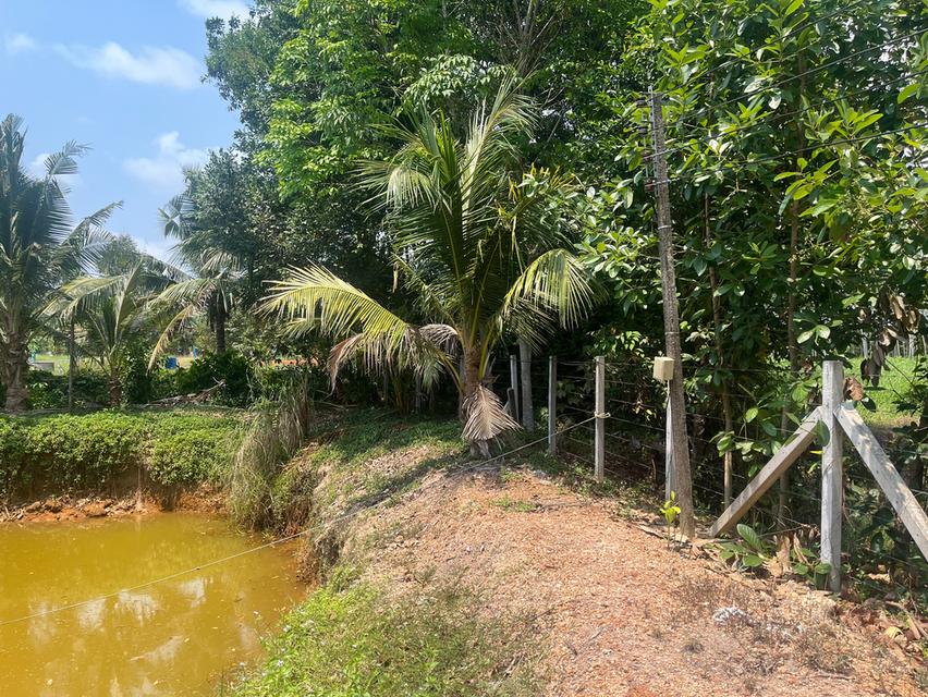 ขายที่ดินสวนทุเรียน อ.แกลง ระยอง ขนาด 1 ไร่ 2 งาน 40 ตร.ว. ต้นทุเรียน 9 ปี ประมาณ  50 ต้น 7