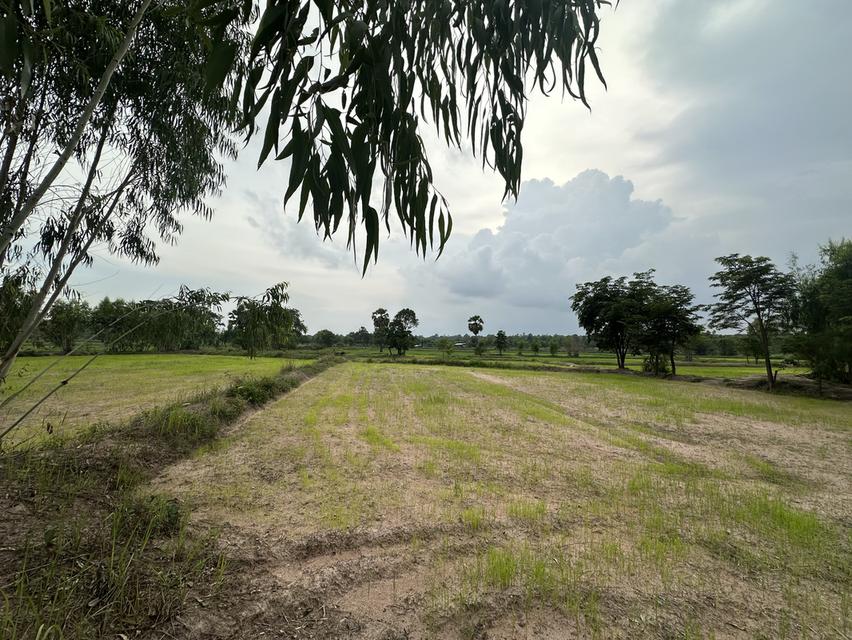 ที่ดินราคาถูกติดถนนสายรอง