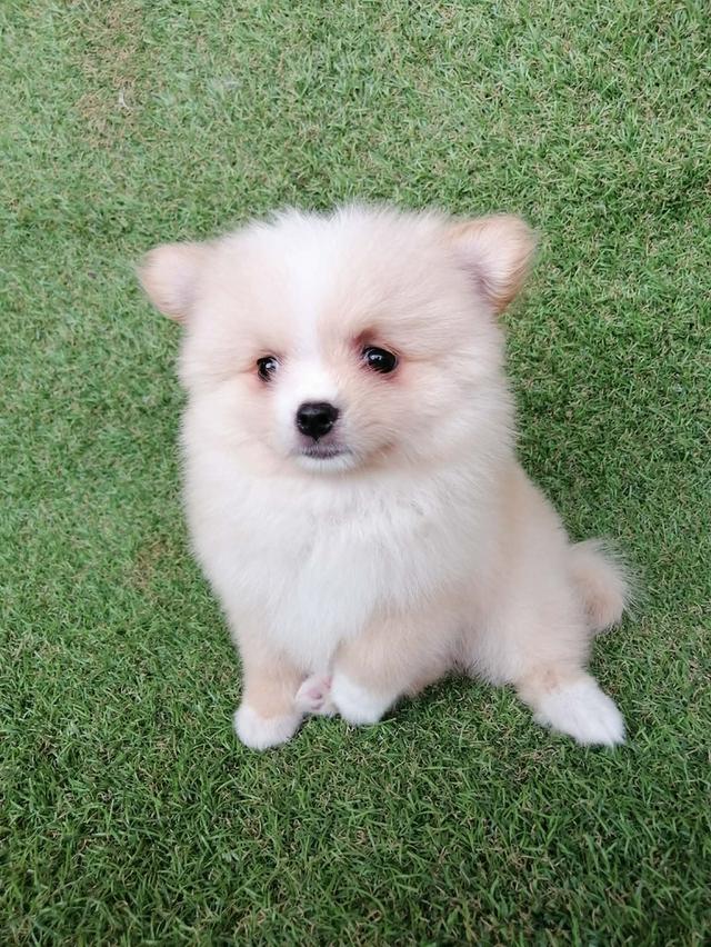 ปอมเเท้ เพศเมีย พร้อมย้าย รูปที่ 6