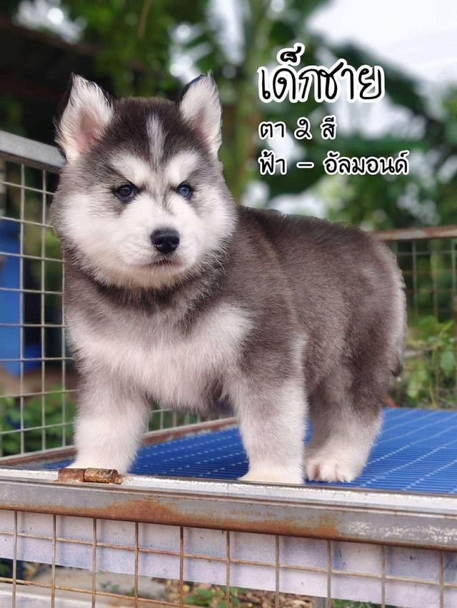 Siberian husky ไซบีเรียนฮัสกี้ รูปที่ 4