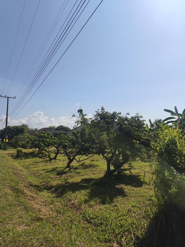 ขายที่ดิน เชียงใหม่ แม่แตง พื้นที่ชุมชน 10