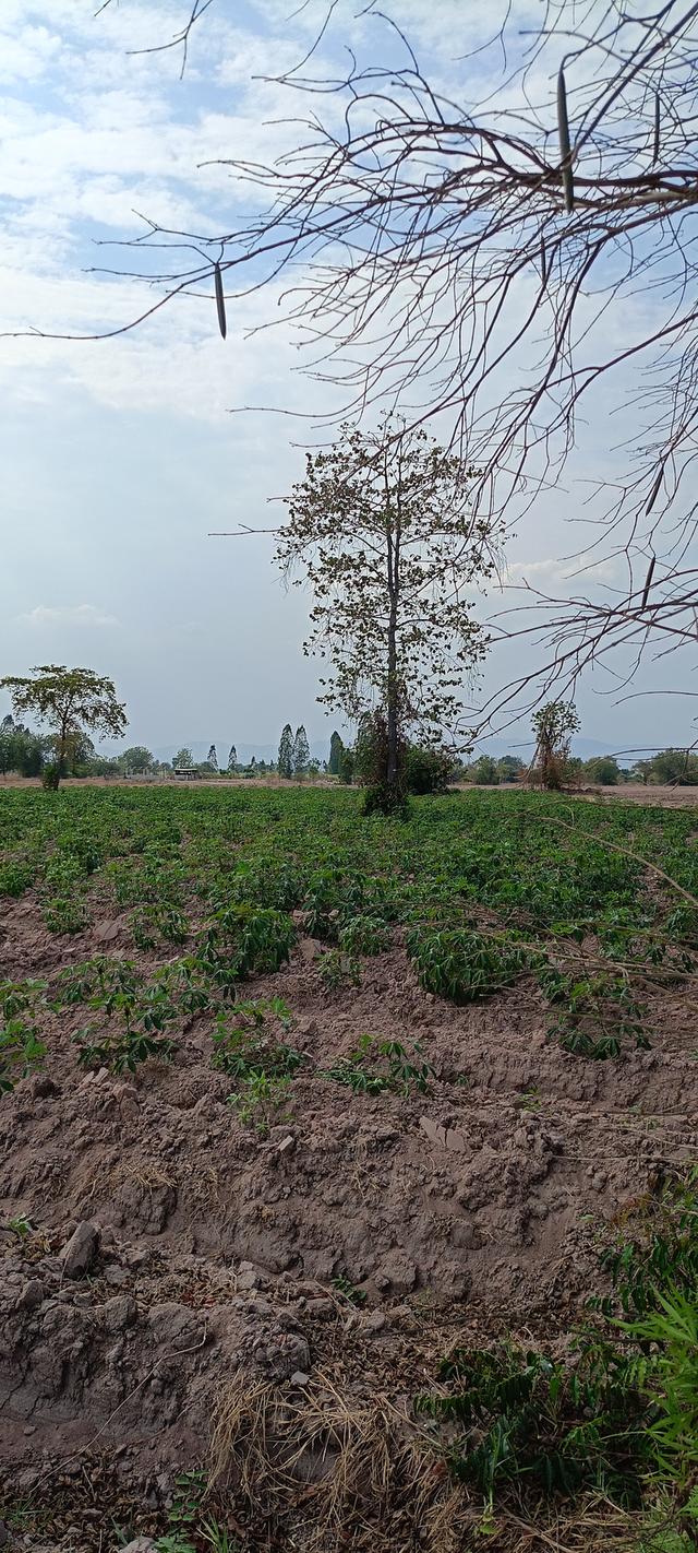 ที่ดินเหมาะสำหรับทำการเกษตรและบ้านพักอาศัยเศรษฐกิจพอเพียง 10