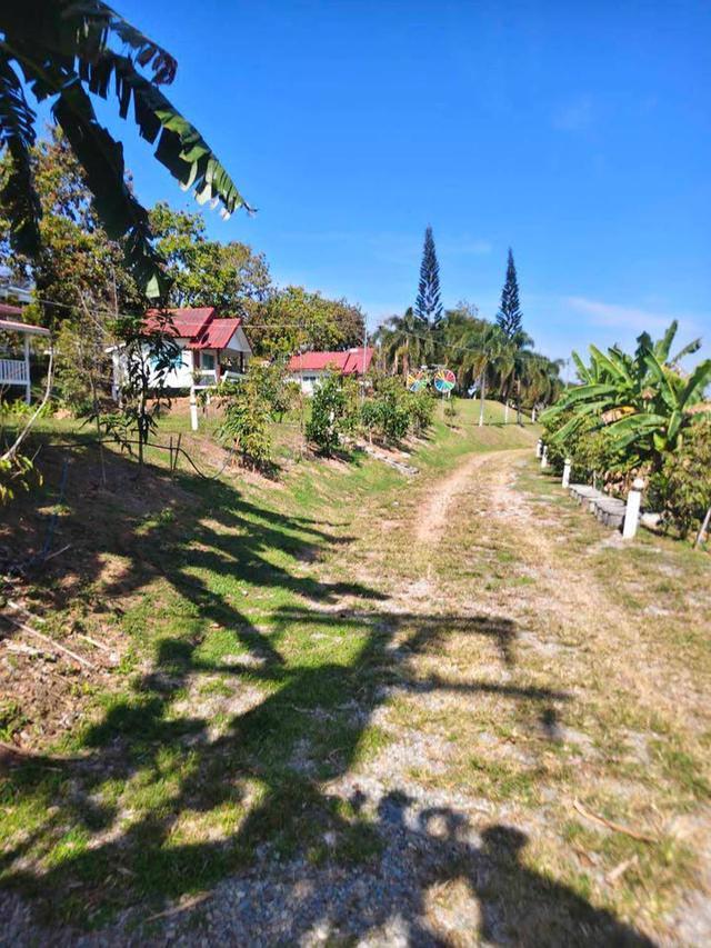 4 ไร่ 3 งาน  บ้านพัก 5 หลัง พร้อมต้นทุเรียน 100 ต้น ห่างจาก ถ.304 2กิโลเมตร ขายราคาพิเศษ 5