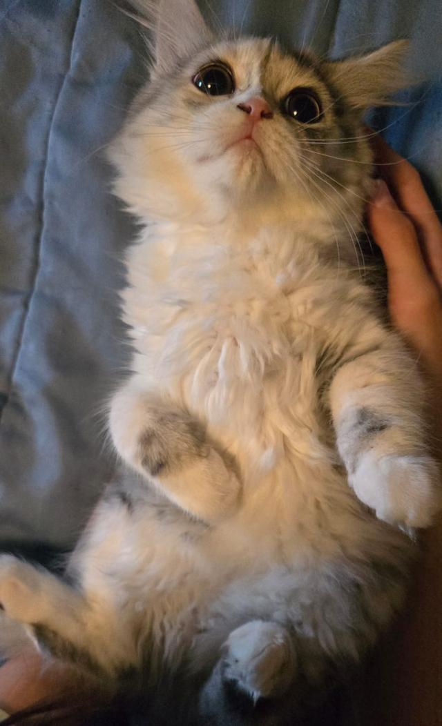 แมว สก็อตติชโฟลด์หูตั้งเสี้ยว Himalayan 7