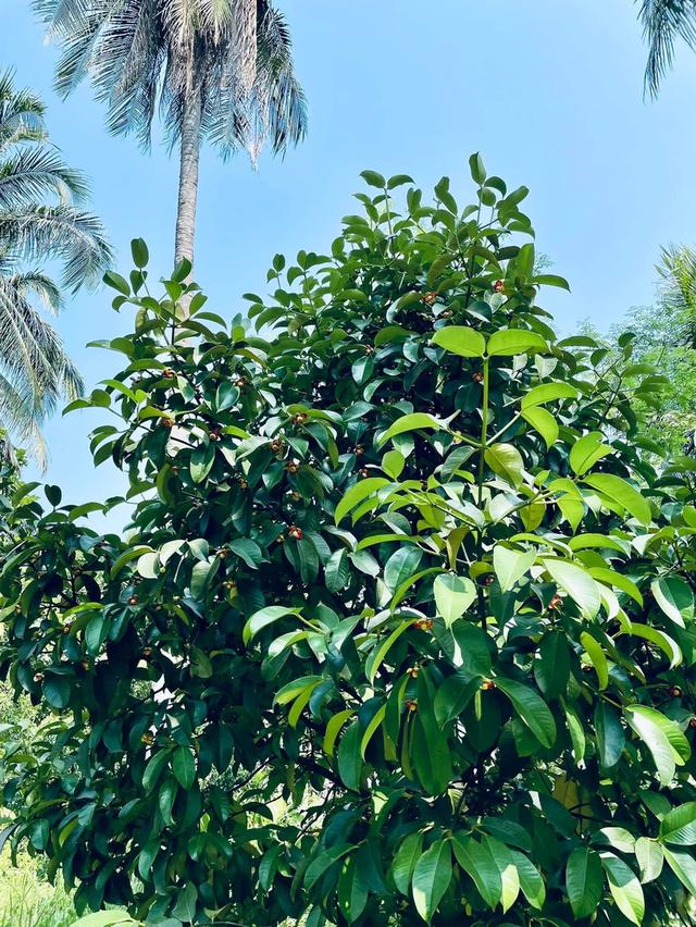 บ้าน สวนผลไม้ และที่ดิน จำนวน10ไร่ 7