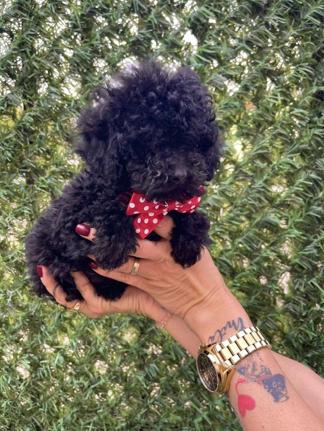 Poodle puppies  WhatsApp me : +66 63 826 3042