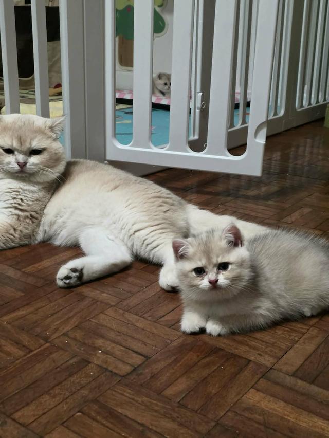 น้องแมวบริติช ช็อตแฮร์