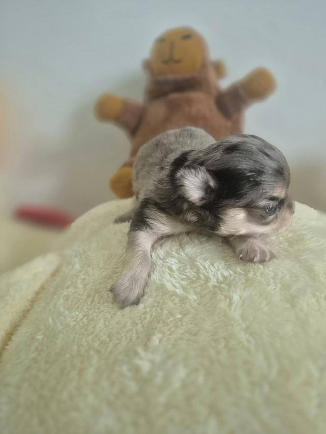 ลูกสุนัขสายพันธ์ชิวาว่า