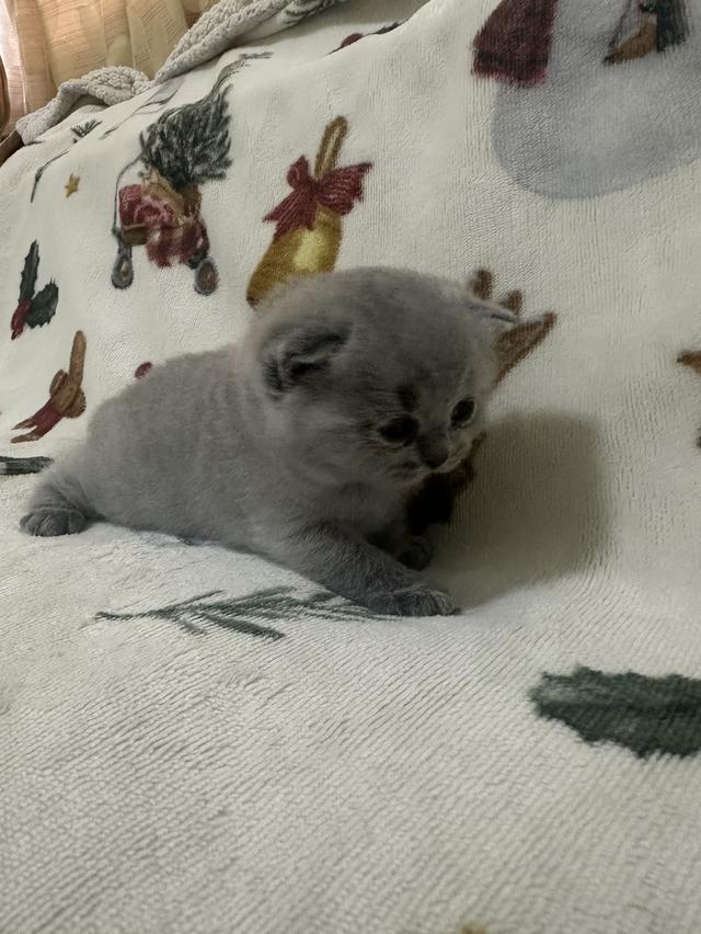 เปิดจอง ลูกแมว บริติช ชอร์ตแฮร์ (British Shorthair) รูปที่ 7