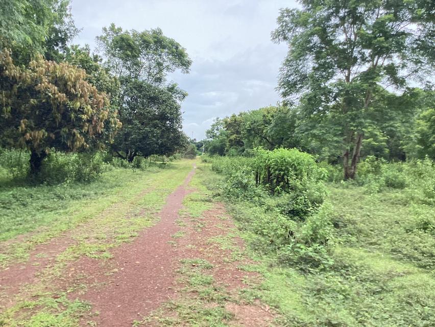 ที่ดินทำเลทอง!ติดถนนเมนหลักใกล้มหาลัยนครพนม 9