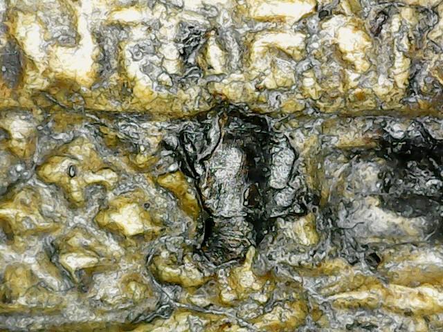 พระสมเด็จรูปเหมือนหลวงพ่อเดิม เนื้อผงน้ำมัน ปี2482 แท้และทันยุค รูปที่ 4