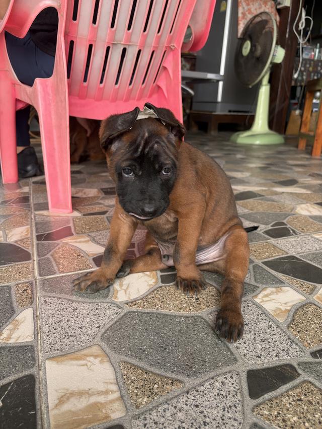 สุนัขพันธ์ุไทยหลังอาน อายุ45 วัน