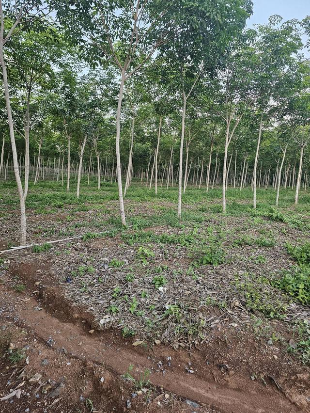 ที่ดิน 13 ไร่ พร้อมบ้าน1 หลัง ติดถนนเลียบทะเลแหลมงอบ ใกล้ท่าเรือเฟอร์รี่