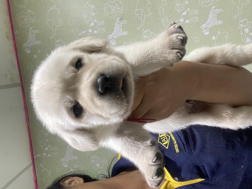 ลาบราดอร์