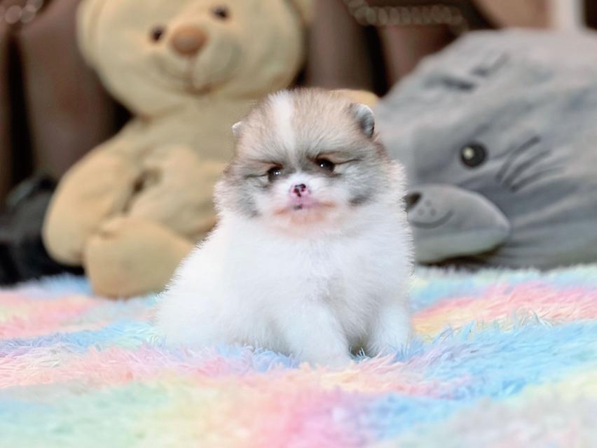 ปอมเมอเรเนียนแท้ เพศผู้ ทีคัพ รูปที่ 11