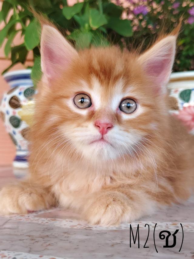 เมนคูน+เปอร์เซีย พ่อเมนคูนแท้ แม่เมนคูนผสมเปอเซีย