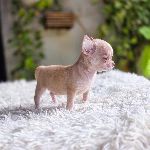 Chihuahuaขนสั้นมาร์คไซทีคัพสะดหล่อพร้อมแสบ รูปที่ 6
