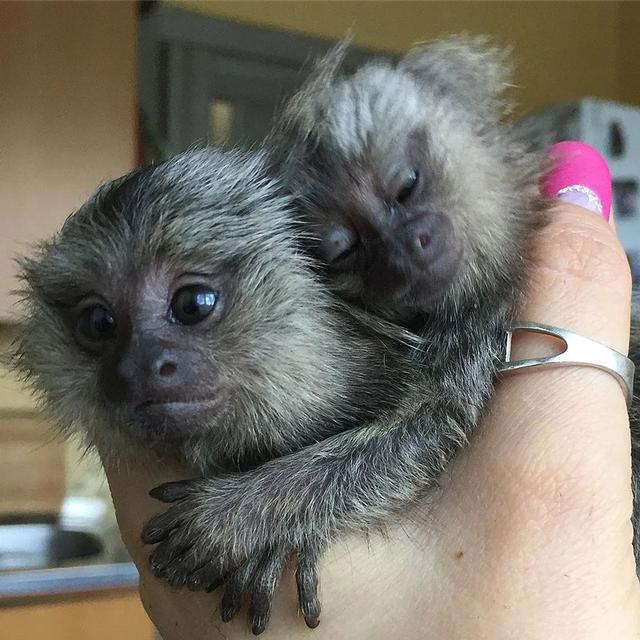 Marmoset Monkeys for sale 3
