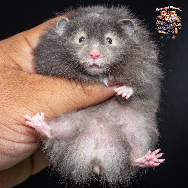 Hamster Donmuang - ขายหนูแฮมสเตอร์ 11