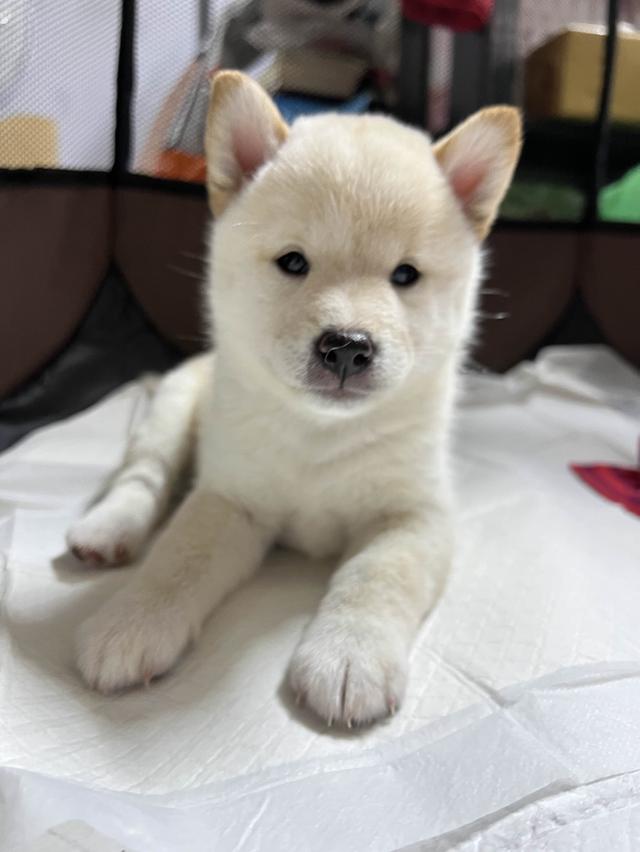 ชิบะอินุ สีขาว เพศเมีย พร้อมย้ายบ้าน 1 มิ.ย. 68 2