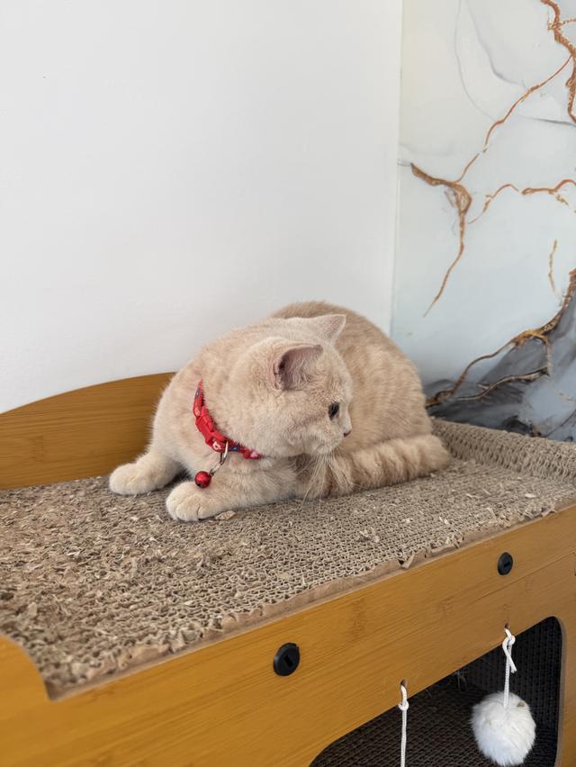 ลูกแมวพันธุ์บริติชแท้ รูปที่ 5