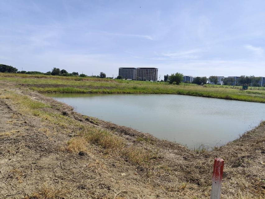 ขายที่ดินเปล่า แปลงธรรมชาติ ท่ามกลางไร่อ้อย ใกล้ มหาวิทยาลัย เกษตรศาสตร์ วิทยาเขตกำแพงแสน นครปฐม ทำเล เงียบสงบแต่ไม่วุ่นวาย ลมดี อากาศดี และไม่เปลี่ยว 13