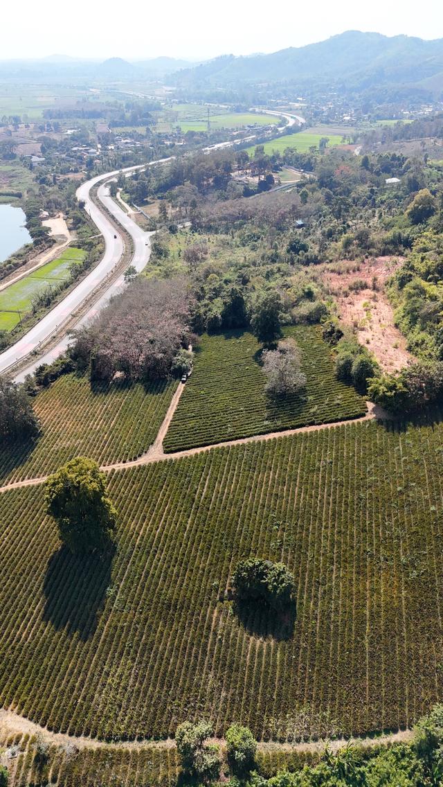 ขายที่ดินเปล่า วิวภูเขา ติดถนนสาย ชร.1063 (แม่จัน-เชียงแสน) 3