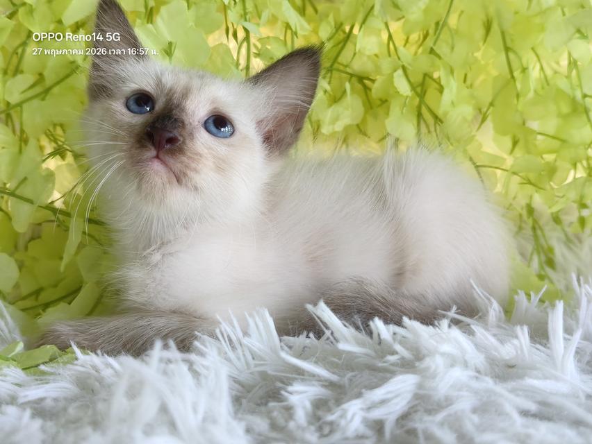 ขายลูกแมววิเชียรมาศชาย รูปที่ 9