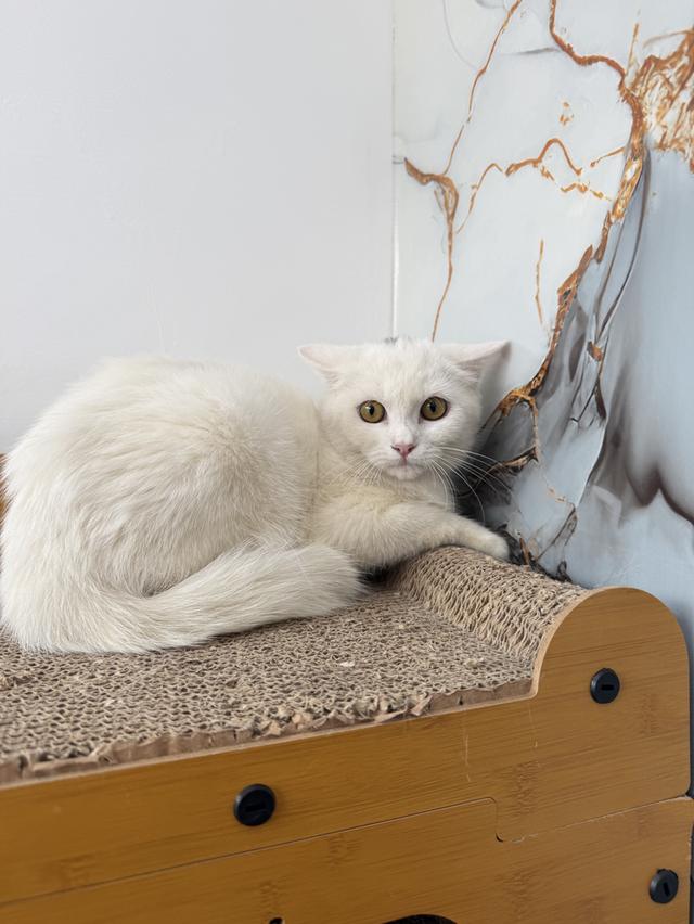 ลูกแมวพันธุ์สก๊อตติชแท้ รูปย่อยที่ 2